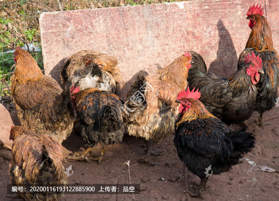 家禽土鸡饲养