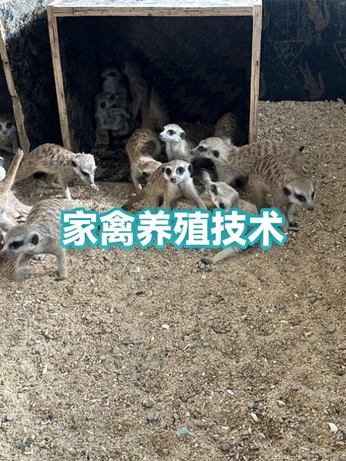 b2bmarkdown:## 一,科学饲养管理\n\n家禽养殖的核心在于科学的饲养