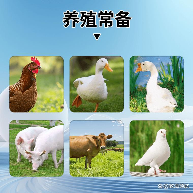 禽用杆舒,浆膜炎,大肠杆菌,拉稀腹泻全搞定✅