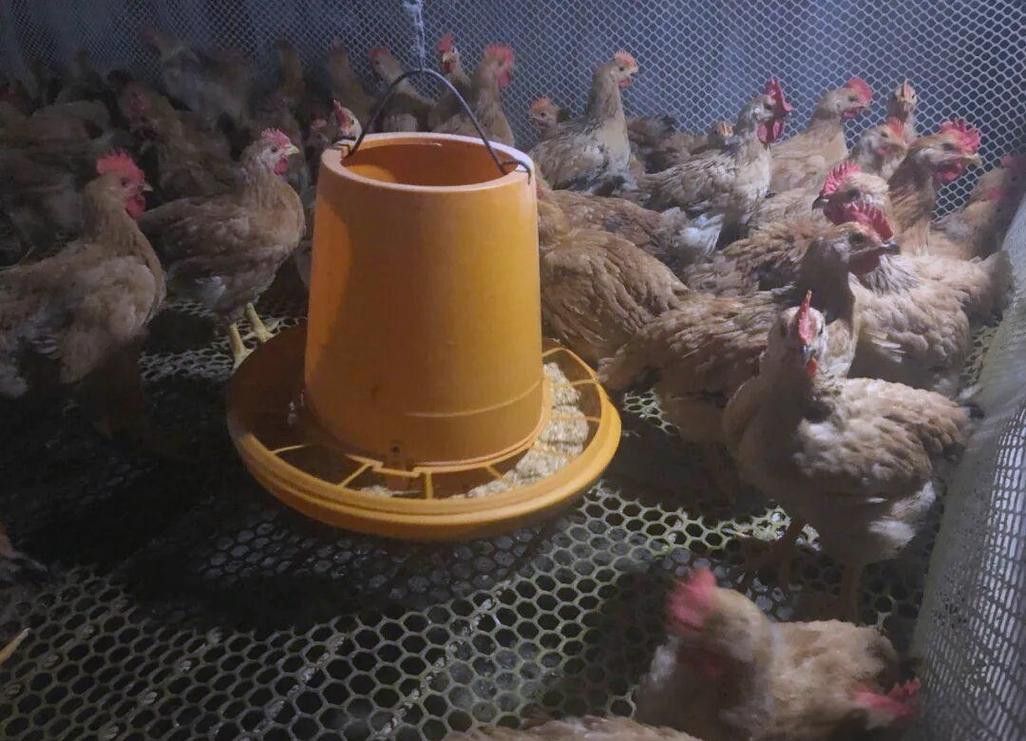 卡巴匹林钙在家禽养殖中的应用与优势分析